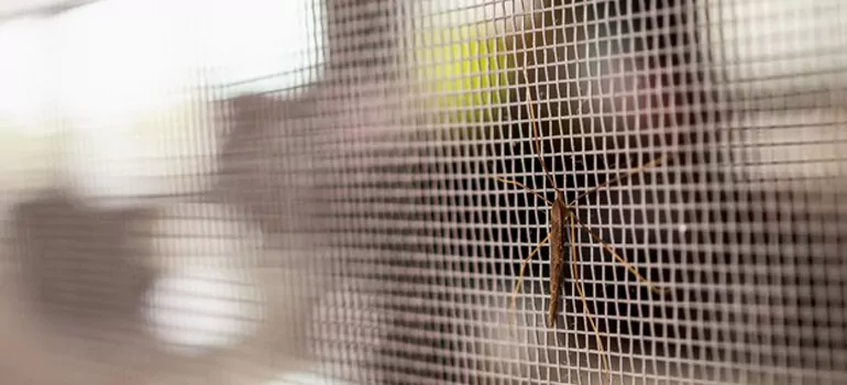 Repair Mosquito Mesh For Windows in Wright, FL